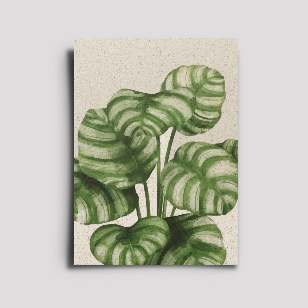 Postkarte - Plants Are Friends / Calathea Orbifolia