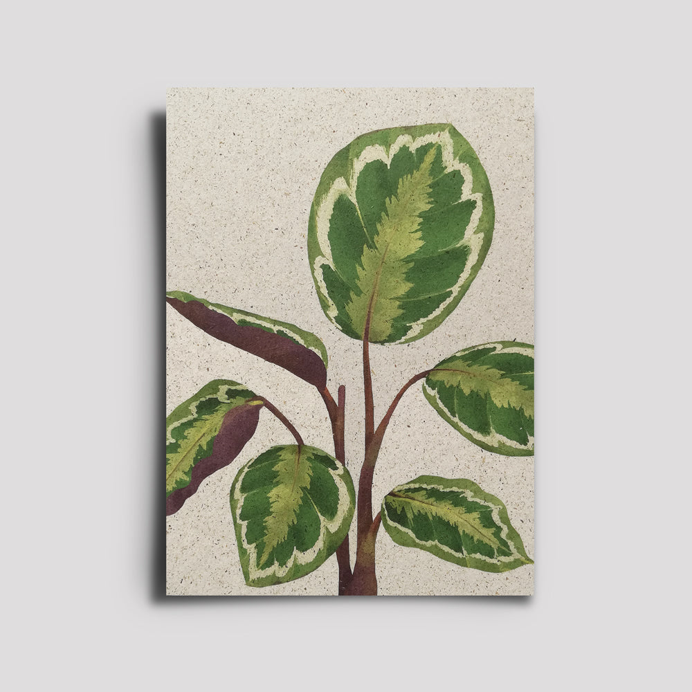 Postkarte - Plants Are Friends / Calathea Roseo-Pieta